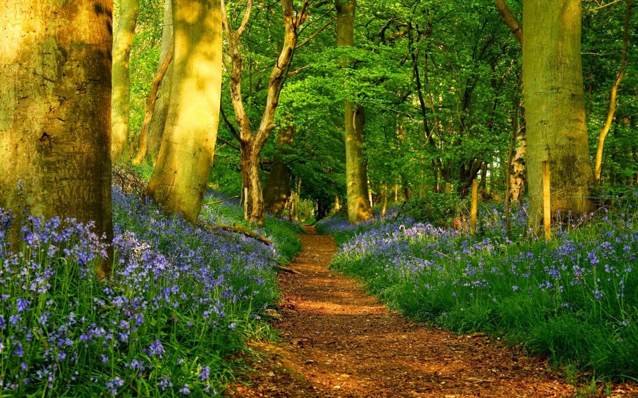path-in-forest-flowers-1