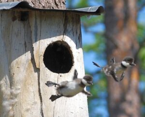 baby-common-goldeneye-ducks-leaving-nest-flying-for-first-time.jpg